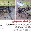 ملخ بادمجانی زنده 7 4776 iraninsect.ir sale live insects locust beetle bradyporus latipes buy qazvin malakh