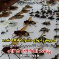 فروش حشرات اتاله شده 7 فروش حشرات اتاله شده