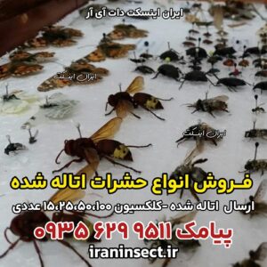 فروش حشرات اتاله شده 3 فروش حشرات اتاله شده