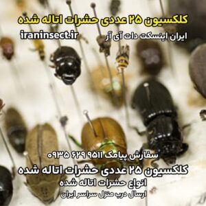 کلکسیون 25 عددی حشرات اتاله شده 3 کلکسیون 25 عددی حشرات اتاله شده