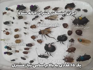کلکسیون حشرات اتاله شده ۵۰ عددی