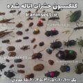 collection 50 pinning insects set specimens collected collection 50 pinning insects set specimens collected