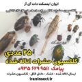 نمونه ای از حشرات اتاله شده 4 نمونه ای از حشرات اتاله شده 25 تایی