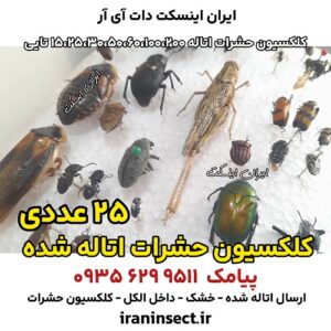 نمونه ای از حشرات اتاله شده 3 نمونه ای از حشرات اتاله شده 25 تایی