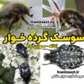 سوسک گرده خوار متالیک 5 فروش سوسک گرده خوار اتاله شده