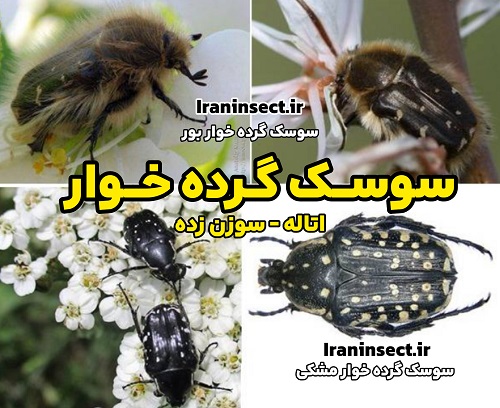 سوسک گرده خوار متالیک 1 فروش سوسک گرده خوار اتاله شده
