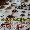 کلکسیون حشرات 5 کلکسیون حشرات