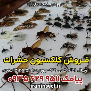 کلکسیون حشرات 3 کلکسیون حشرات