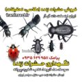 نگهداری حشرات زنده 6 نگهداری حشرات زنده