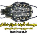 سوسک گرده خوار سیاه 6 خرید سوسک گرده خوار سیاه سوزن زده