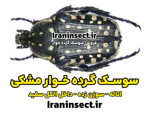 سوسک گرده خوار سیاه 1 خرید سوسک گرده خوار سیاه سوزن زده