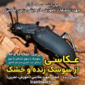 عکاسی از سوسک زنده و خشک | راز ثبت جزئیات شگفت انگیز طبیعت 4 عکاسی از سوسک زنده و خشک | راز ثبت جزئیات شگفت انگیز طبیعت