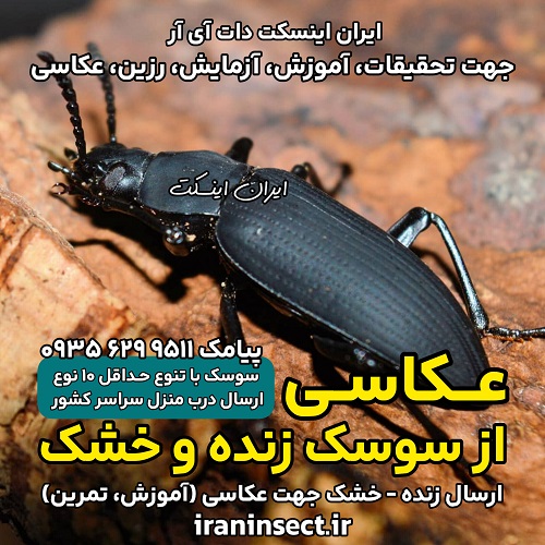 عکاسی از سوسک زنده و خشک | راز ثبت جزئیات شگفت انگیز طبیعت 3 عکاسی از سوسک زنده و خشک | راز ثبت جزئیات شگفت انگیز طبیعت