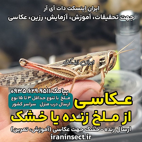 عکاسی از ملخ زنده و خشک شده | راهنمای ثبت جزئیات شگفت انگیز حشرات 3 عکاسی از ملخ زنده و خشک شده | راهنمای ثبت جزئیات شگفت انگیز حشرات