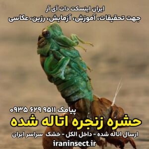 حشره زنجره اتاله شده حشره زنجره اتاله شده
