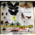 کلکسیون حشرات اتاله شده ۵۰ عددی 8 کلکسیون حشرات اتاله شده ۵۰ عددی