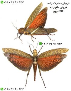 IRAN INSECT سایت فروش حشرات زنده ( www.iraninsect.ir) : فروش حشرات زنده خشک شده اتاله شده یا داخل الکل سفید سوسری |فروش کلکسیون حشرات خشک شده