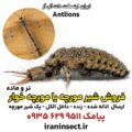 شیر مورچه یا مورچه خوار Antlions 5 شیر مورچه یا مورچه خوار Antlions