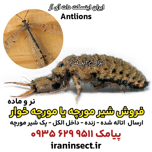 شیر مورچه یا مورچه خوار Antlions 1 شیر مورچه یا مورچه خوار Antlions