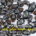 فروش سوسک سرگین غلتان 9 فروش سوسک سرگین غلتان