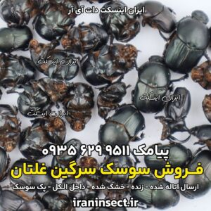فروش سوسک سرگین غلتان 3 فروش سوسک سرگین غلتان
