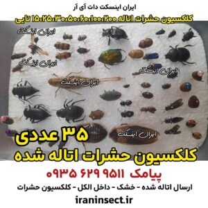 فروش کلکسیون حشرات | فروش حشرات اتاله شده دانشجویی 3 فروش کلکسیون حشرات | فروش حشرات اتاله شده دانشجویی