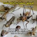 فروش حشرات اتاله شده 6 فروش حشرات اتاله شده