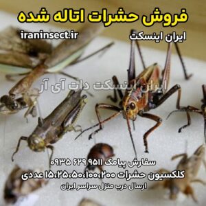 فروش حشرات اتاله شده 3 فروش حشرات اتاله شده