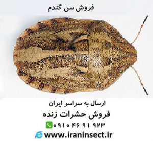 IRAN INSECT سایت فروش حشرات زنده ( www.iraninsect.ir) : فروش سن گندم | فروش حشرات زنده خشک شده اتاله شده یا داخل الکل سفید فروش سن گندم
