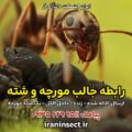 رابطه جالب مورچه و شته 4 رابطه جالب مورچه و شته