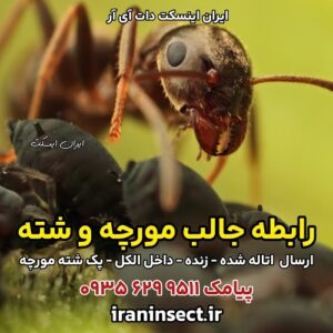 رابطه جالب مورچه و شته 3 رابطه جالب مورچه و شته